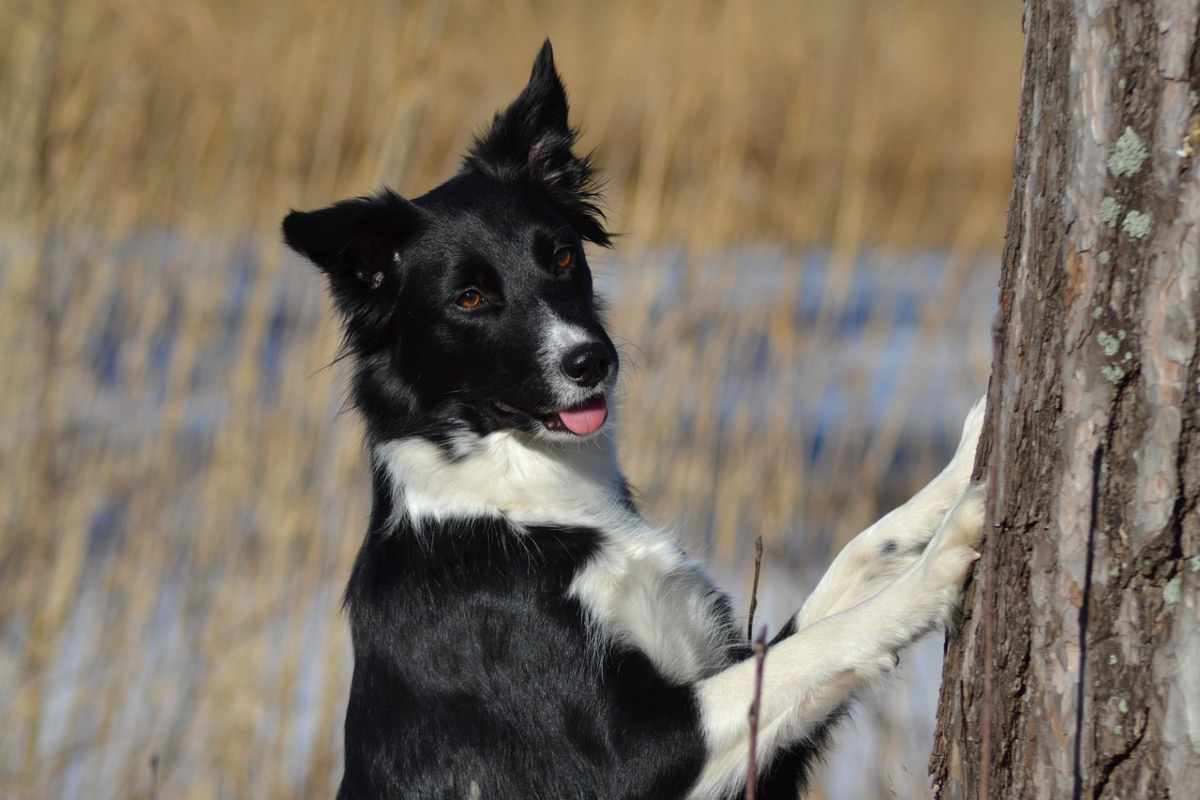 Ecco le razze di cane più intelligenti