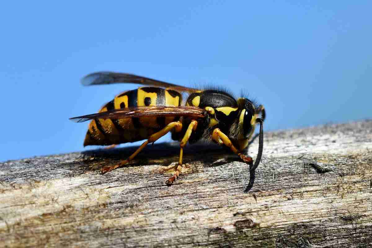Mai più punture di api, vespe e calabroni