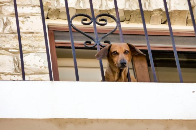 Tenere il cane in balcone è legale?