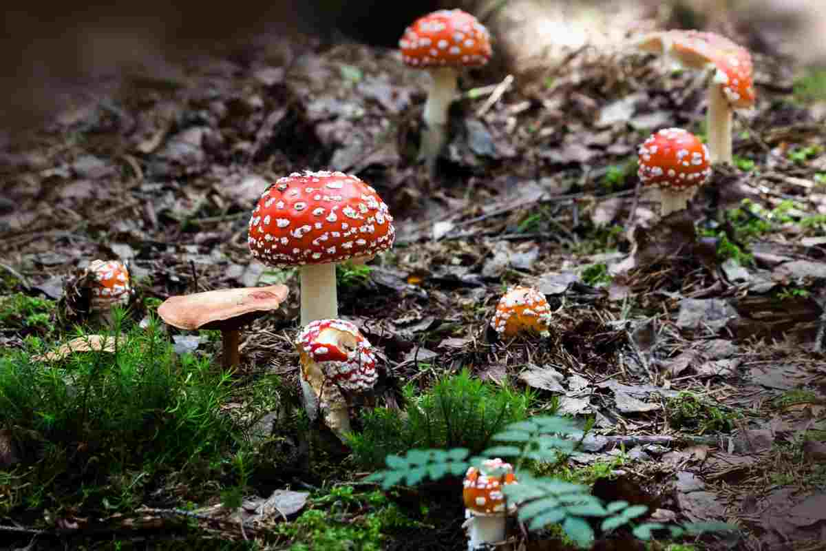 Funghi velenosi in un bosco